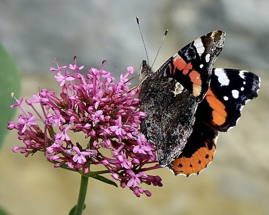 red admiral